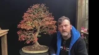 Japanese Maple Bonsai, From A Cutting!