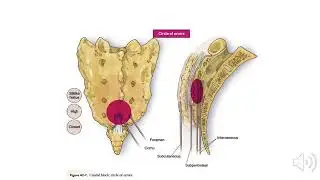 Keyword Review: Generic Clinical Anatomy (Part 1) - (Dr. Bowe)