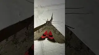Red Underwing 🎈Moth dancing 💃 (Catocala nupta)