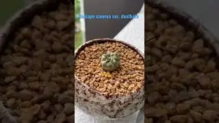 Copiapo cinerea var. dealbata - 黑士冠