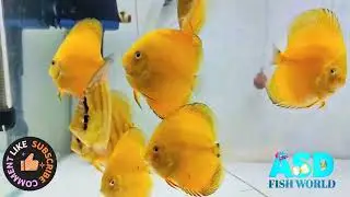 TOP QUALITY DISCUS FISH FOR SALE @ASDFISHWORLD 