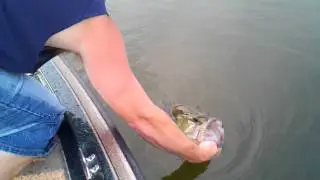 6 lb bass release