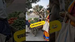 सब्ज़ी वाला बानर 🐒😂 #thetharpuns #comedybazar #heharpuns #funny #monkey #vegitables