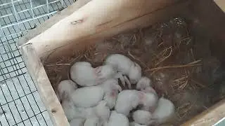 Rawalpindi rabbit farm | Jami Rabbit Farm Mirza Hameed Vlog