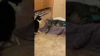 My Kittens play fighting!! 🐈🐈&zwj;⬛ #kittens #playfight #viralshorts2026
