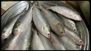 এইভাবে দুধমান কচু রান্না করলে সবাই আঙ্গুল চেটে খাবে /dudman ranna village style ।