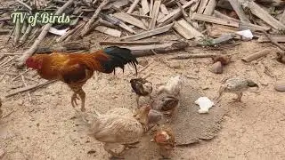 02-01-26 Chicken rooster find food TV of Birds