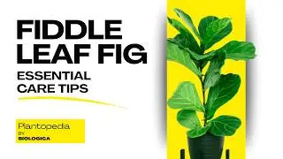 Fiddle Leaf Fig Care: How to Keep Your Fig Alive & Thriving!