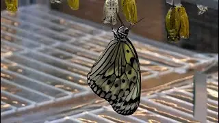アイランドシティ中央公園のオオゴマダラ (2009.5.16)
