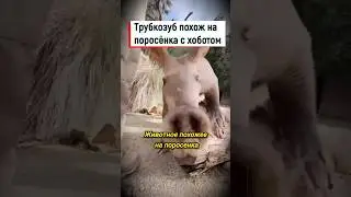 Трубкозуб лучший земплекоп на планете #shorts #животные