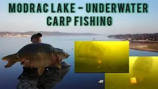 Modrac Lake - Underwater carp