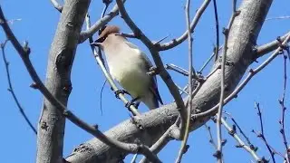 Drunk birds? Swarms of Cedar Waxwings, which eat fermented berries, spotted in North Texas