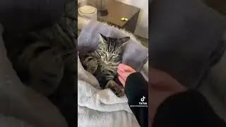 Cat Manny Peddy