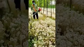 unique way for farmers to harvest cotton #shorts