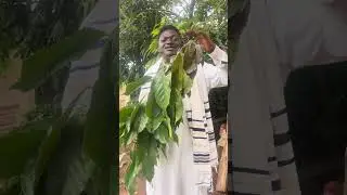 Powerful plant Leaves Of success explained by Prophet Onowu