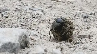 Heiliger Mistk&auml;fer - Sacred dung beetle