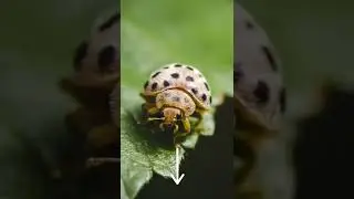 Welcome to Macro Wolrd. #macrophotography #macro #macrolens #close #entertainment #popular