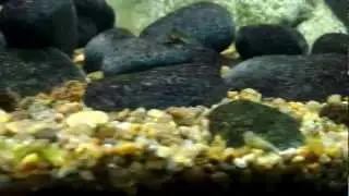 Mesonoemacheilus triangularis