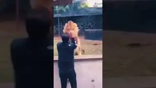 lion love his trainer
