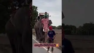 ควาญตัวน้อยเก่งมากๆค่ะ The little mahout is very skilled