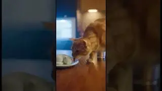 Кошка так замерзла, что не стала есть торт, что очень обеспокоило хозяина. 🧊 Кошка так замерзла, ...