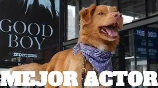 DOG wins BEST ACTOR AWARD.