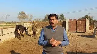 chulstni friesian cross cow for sale on YouTube in Pakistan (03024029695) 3 February 2023
