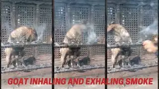 Goat Inhaling And Exhaling Smoke #Shorts