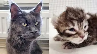 Kittens&rsquo; Eyes Open for the First Time - Mom Cat Is So Proud!