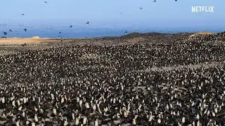 Enorme colonia de aves del caribe