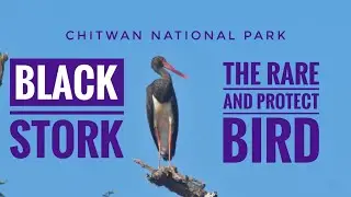 Mission Black Stork, Rare bird of Nepal. #Chitwan national park #bcn #wildlife #bird