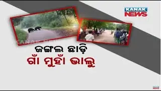 Bear Menace In Koraput's Borigumma Block: Students Reluctant To Attend School | Details