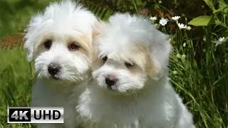 Dog Videos with Soothing Piano Music: Harmony of Canines | 4K Videos