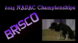 2015 NADAC Championships - Brisco