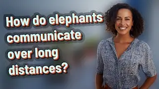 How do elephants communicate over long distances?