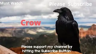 Crow Calls | Crow sounds | crow bird crowing sound | Sound of Crows