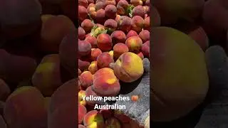 Yellow peaches 🍑 from Australia swan hill Victoria