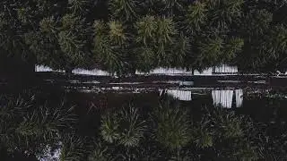 Through the Winter Forest - Harz Topdown Drone Footage