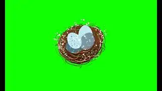 Egg Green Screen Background Video No Copyright || Nest Video Green Screen Background ||