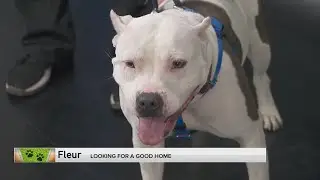 Adopt-A-Pet:  Heartland Animal Shelter