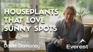 Best Indoor Plants for South-Facing Windows