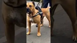 Paisa Canadian dogattitude WhatsApp status #short #status #dog #trending #viralshorts #youtubeshorts