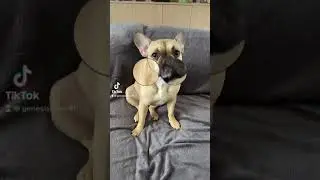 Ma petite boule d&rsquo;amour #bouledogue #bouledoguefrancais #bulldog #frenchbulldog