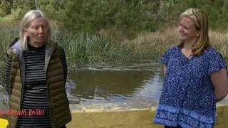 Chelodina