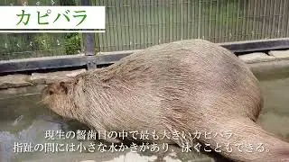 カピバラ【Gather Animals 紹介動画】