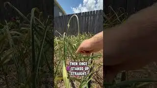 Timing is crucial when harvesting garlic for maximum storage life ￼