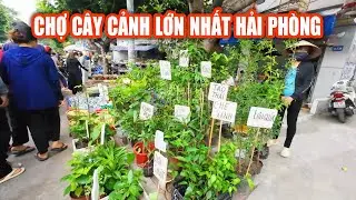 Chợ hàng hải phòng: Khám phá chợ cây cảnh lớn nhất  thành phố Cảng