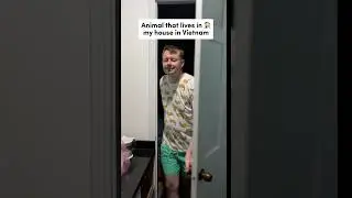 Strange animal that lives in my house in Vietnam 🏠