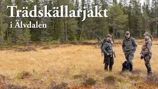 Trädskällarjakt i Älvdalen