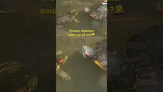 Секрет долголетия красноухих черепах!